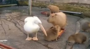 Pelican Tries To Eat A Capybara, Fails!