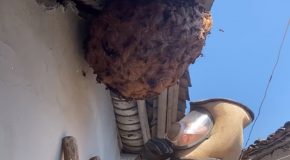 Removing A Massive Giant Hornet Nest!