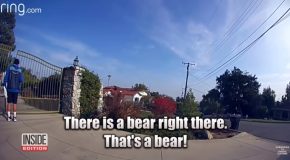 Delivery Driver Comes Face To Face With A Black Bear!