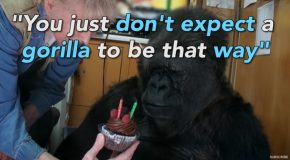 Koko, The Western Lowland Gorilla That Can Talk!
