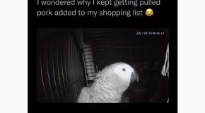 Parrot Talks Just Like A Middle-Aged Dad, Laughs At It’s Own Jokes!