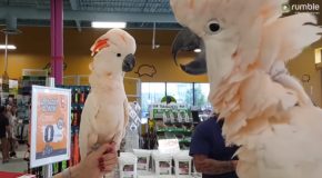 Two Cockatoos Meet In A Pet Store, The Results Are Truly Funny!