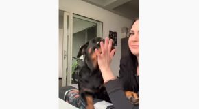 Woman Pretends Her Rottweiler Bit Her, Her Dog’s Reaction Is Priceless!