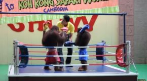 Boxing Match Between Two Orangutans!