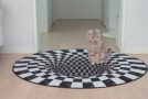 Funny Reaction Of Cats On Seeing Optical Illusion Rug!