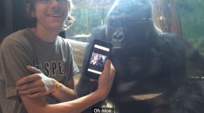 Gorilla Reacts To Pictures Of Other Gorillas On A Cell Phone!