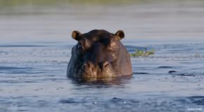 How Hippos Can’t Exactly Swim!
