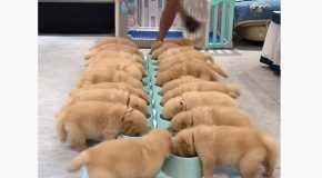 Huge Crowd Of Golden Retriever Puppies Eat!