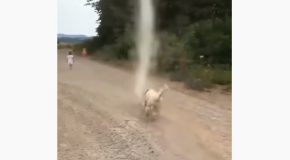 Little Hero Puppy Stops The Formation Of A Tornado!