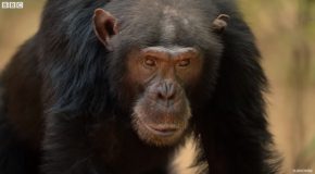 Massive Fight Breaks Out In Chimpanzee Tribe