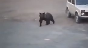Russian Man Doesn’t Care About The Bear Roaming Around Him At All!