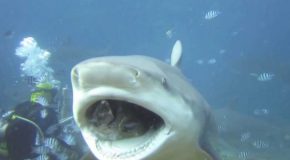 Scuba Diver Punches A 3m Long Bull Shark In The Water!