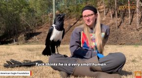 Tuck, The Crow Who Thinks He’s A Human!