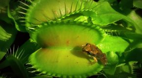 Venus Flytraps Trapping Insects, Frogs And Slugs!