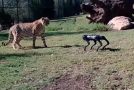 Cheetah Goes Up Against Sparky The Robo Dog At The Sydney Zoo!