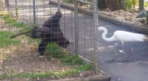 Eagle In A Zoo Attacks Another Bird!