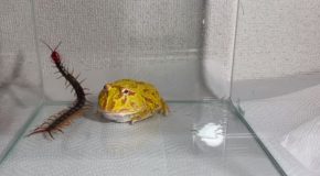 Huge Pacman Frog Gets Angry At A Centipede And Chomps Down On It!