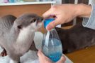 Otters Drink Some Sparkling Water For The First Time!