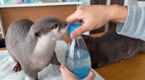 Otters Drink Some Sparkling Water For The First Time!