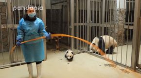 Panda Keeper Giving Back Baby Back To Its Mum Is The Cutest Thing Ever!
