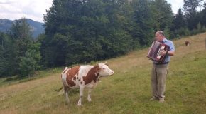 Cow Gets Enthralled By Man Playing An Accordion!