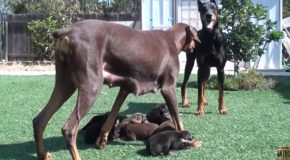 Doberman Mom Doesn’t Let Doberman Father Anywhere Near The Puppies!