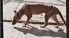 Footage Of The Last Tasmanian Tiger In Color