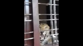Man Gets Attacked By A Leopard In Karnataka, India!