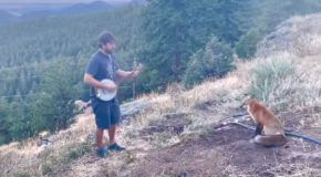 Man Plays Banjo For A Wild Fox!