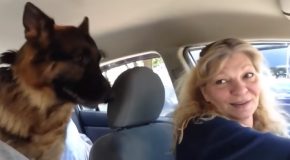 The Moment This German Shepherd Dog Realised That He’s At The Vet!