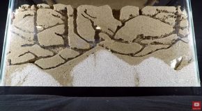 Time Lapse Clip Of Ant Colony Making Tunnels!