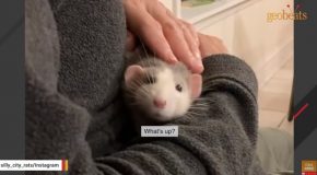 Woman’s Pet Rats Are Just Like Little Puppies!