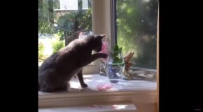 Compilation Of Cats Destroying Things!