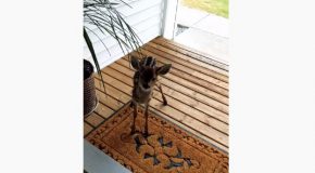 Cute Baby Deer Shows Up At A Man’s Doorstep Searching For Its Mother!