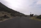 Cyclist Gets Chased Around By An Ostrich!