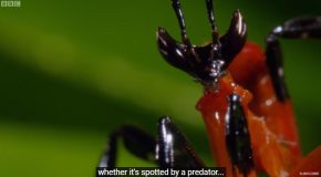 David Attenborough illustrates The Fight Between A Kung Fu Mantis And A Jumping Spider!