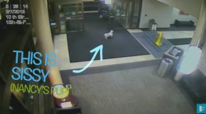 Dog Finds Hospital To Meet Sick Owner!