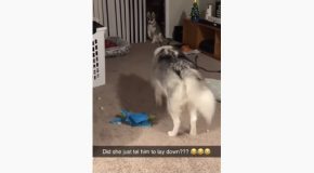 Examples Of Huskies Being Totally Weird!