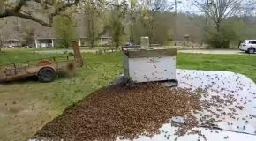 Man Catches A Huge Swarm Of Bees Without Any Protection!