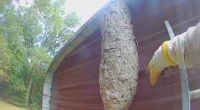 Man Getting Rid Of A 5-Foot Tall Hornet Nest Gets Attacked!