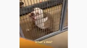 Precious Reactions Of Shelter Dogs Getting Adopted!