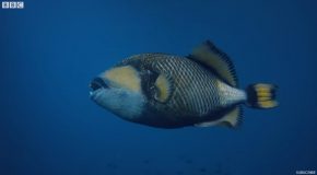 Titan Triggerfish Fiercely Defends A Coral Reef!