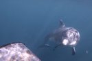 Wild Dolphin Plays Fetch With A Diver!