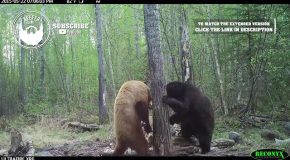 Black Bear Engages In A Fight With A Brown Bear!