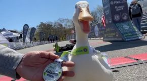 Duck Joins A Marathon And Wins A Medal!
