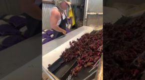 Man Talks About Why It’s Good Practise To Always Wash Your Crawfish!