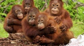 Orangutans Get Taught To Fear Snakes!