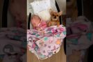 Tiny Dog And A Baby Sleep In The Same Baby Cot!
