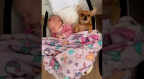 Tiny Dog And A Baby Sleep In The Same Baby Cot!