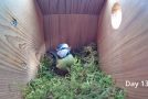 A Time Lapse Clip Of A Bird Building A Home In An Empty Birdhouse!